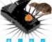 mouse killer trap bd